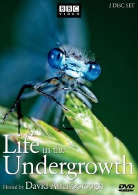 Thế Giới Côn Trùng | Life in The Undergrowth (2005)